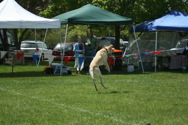 Disc Dog trial in Waterford, MI - Page 2 Rocky_10