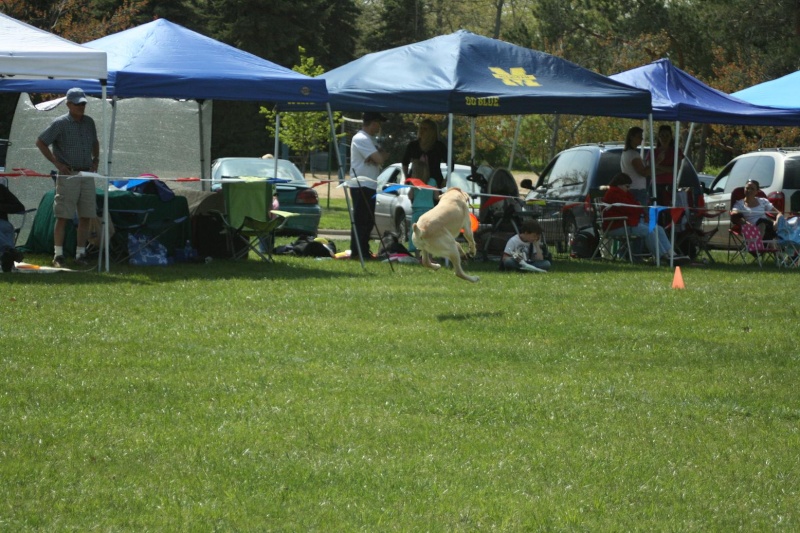 Disc Dog trial in Waterford, MI - Page 2 Rocky_11