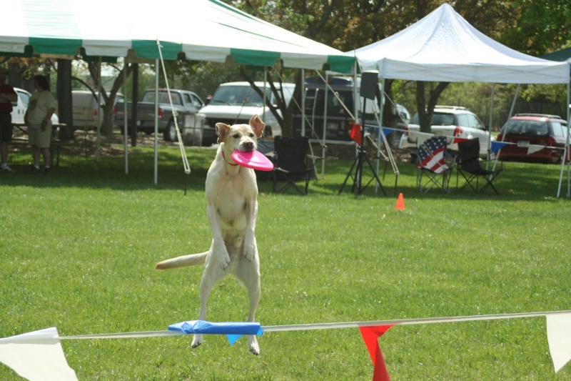 Disc Dog trial in Waterford, MI - Page 2 Rocky_13