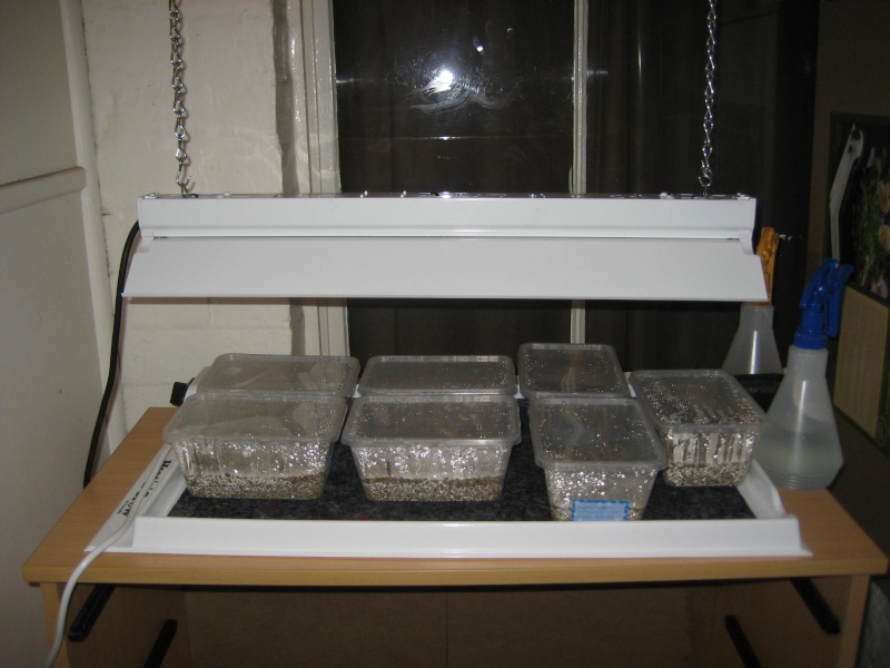Heated grow trays. Img_5010