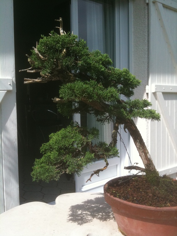 juniperus chinensis--->>>>>>>> evolution of a Juniperus chinensis over 3 years. Img_1411