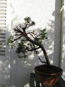juniperus chinensis--->>>>>>>> evolution of a Juniperus chinensis over 3 years. Post-313