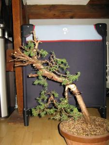 juniperus chinensis--->>>>>>>> evolution of a Juniperus chinensis over 3 years. Post-314