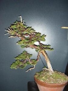 juniperus chinensis--->>>>>>>> evolution of a Juniperus chinensis over 3 years. Post-315