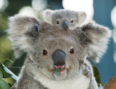 MANIFIESTOS. PROCLAMAS, ATAQUES DE AMOR, DE RABIA, DE LUJURIA... ESO Y MS Koala_10