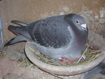 حمام زاجل pigeon voyageur 16560610