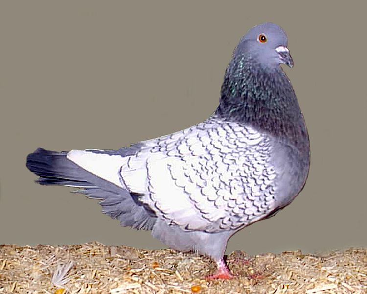 المواصفات القياسية لسلالة Polish Lynx Pigeon 750px-10