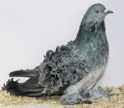 سلسلة البومات صور الحمام الجزء الأول : سلالة Frill Back Pigeon Frillb25