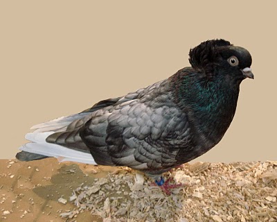 سلسلة البومات صور الحمام الجزء الثاني : سلالة Komorner Tumbler Pigeon Komorn12