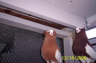 سلسلة البومات صور الحمام الجزء الثاني : سلالة Komorner Tumbler Pigeon Komorn17