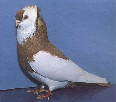 سلسلة البومات صور الحمام الجزء الثاني : سلالة Komorner Tumbler Pigeon Komorn22