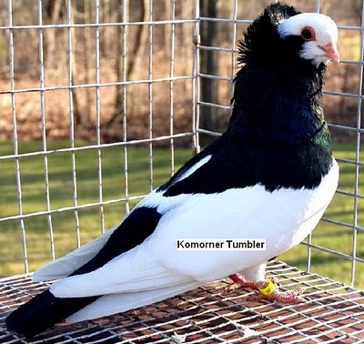 سلسلة البومات صور الحمام الجزء الثاني : سلالة Komorner Tumbler Pigeon Komorn30