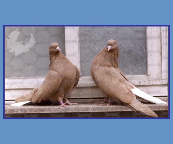 المواصفات القياسية لسلالة Polish Orlik Ukrainian Skycutter Pigeon  Pigeon13