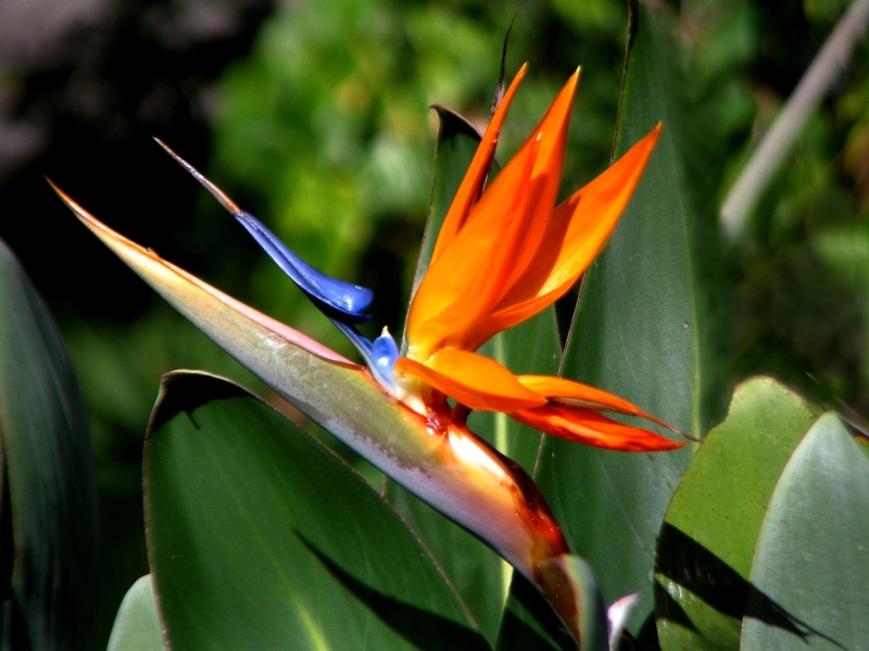 FLEURS DE L'LE DE LA REUNION Streli10