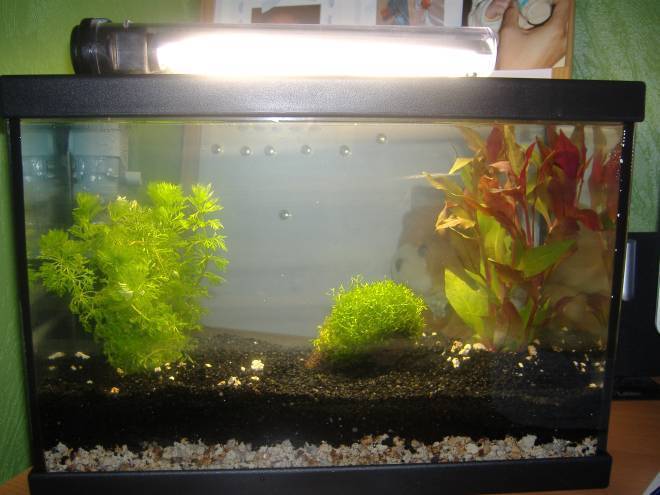 mon petit aquarium pour futur red cherry Aqua13