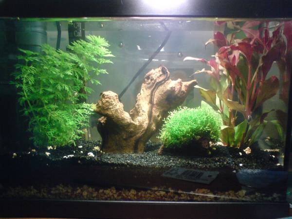 mon petit aquarium pour futur red cherry - Page 2 Aqua_213