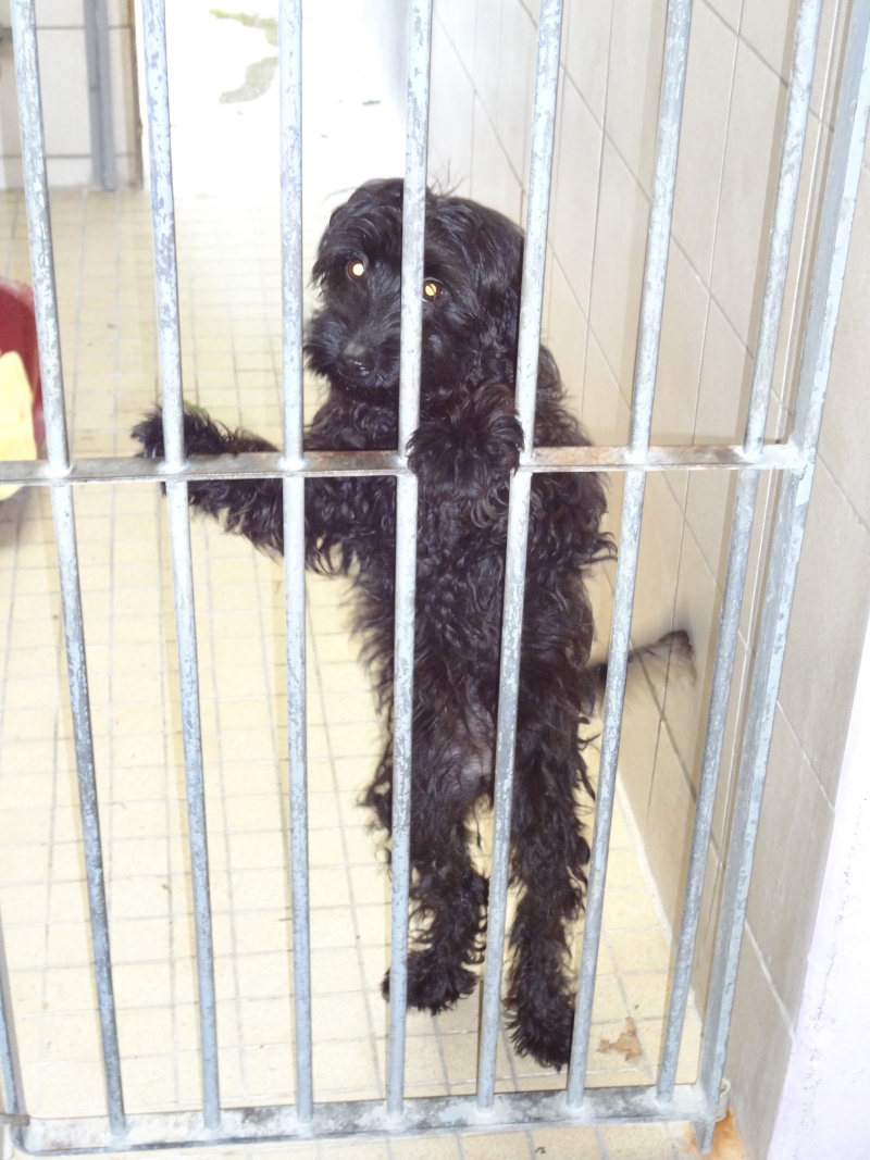 X CANICHE GRIFFONNE 6 MOIS URGENT FOURRIERE 62 00829