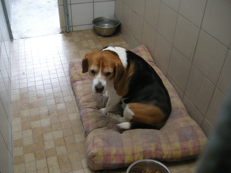 SCOOBY, beagle mâle, 6 ans - fourrière 62  02512