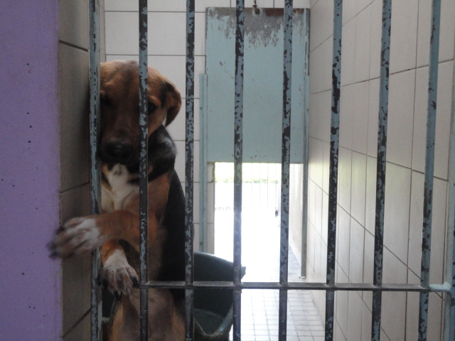 WALLA, croisée beagle femelle, 62 T_530_10