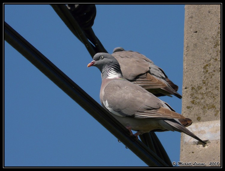 Les Polders d'Uitkerke Pigeon10