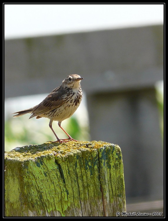 Les Polders d'Uitkerke Pipit_10