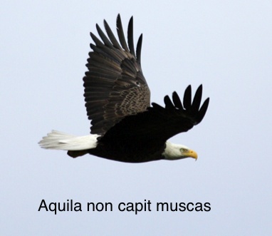 FRASES CON-SENTIDAS - Pgina 4 Aguila10