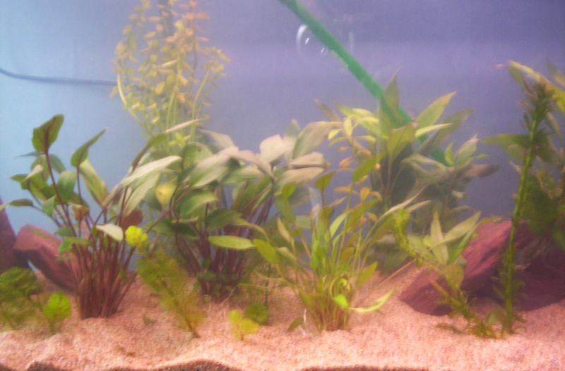 Mes nouveaux aquariums ! 2 Aqua plantés et repeuplé ! 100_1414