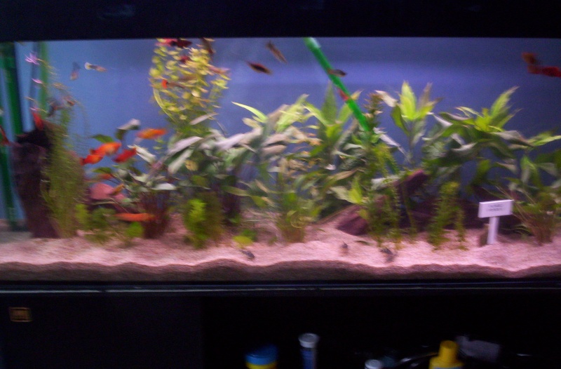 Mes nouveaux aquariums ! 2 Aqua plantés et repeuplé ! 100_1415