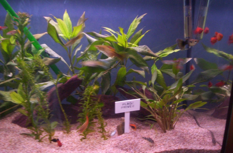 Mes nouveaux aquariums ! 2 Aqua plantés et repeuplé ! 100_1418