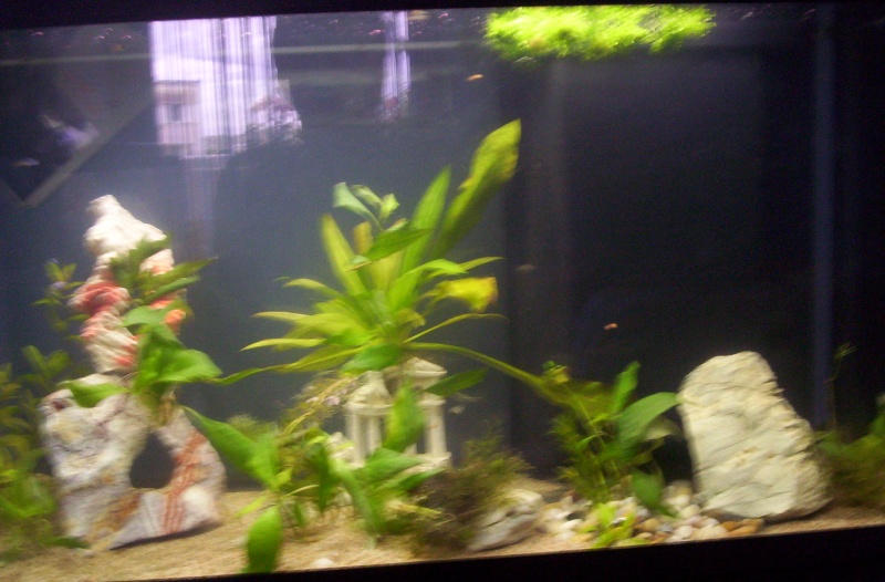 Mes nouveaux aquariums ! 2 Aqua plantés et repeuplé ! 100_1420