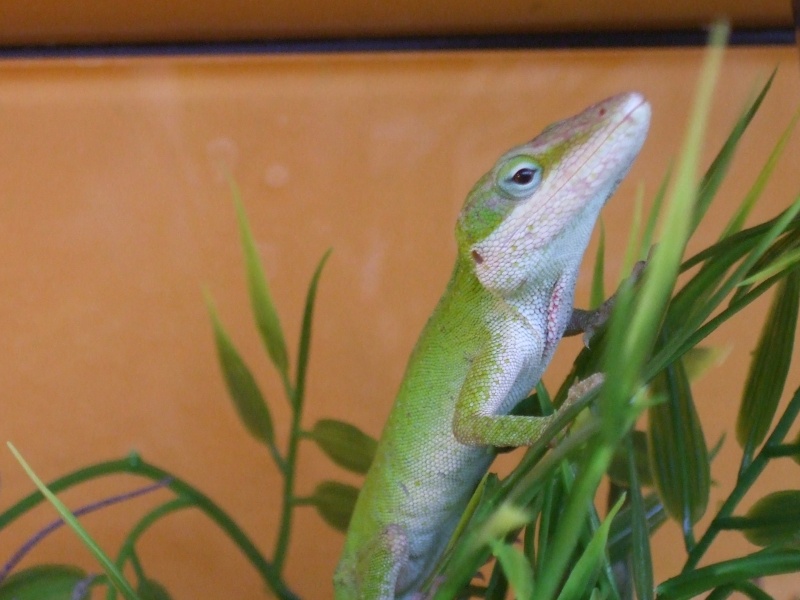 Anolis Carolinensis Dscf3914