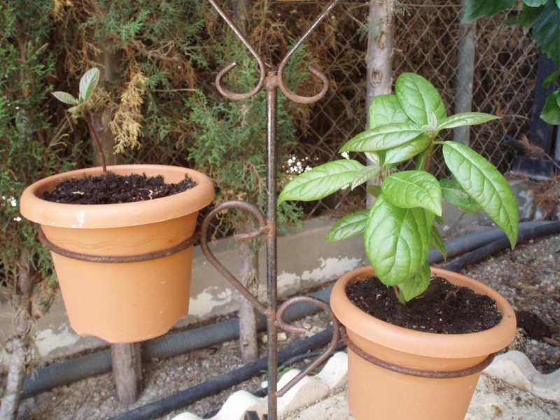 mis arbolitos y una nueva higuera - Página 2 Los_ag10