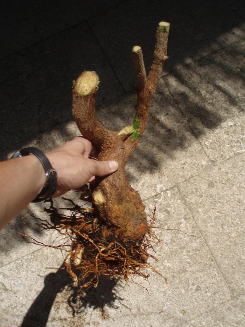 RECUPERANDO LA BUNGAVILLA DEL JARDIN DE CASA Raices11