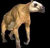 Chalicotherium Chalic10