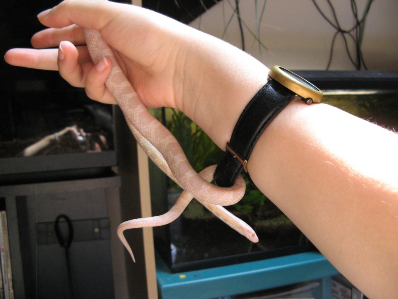 hivernation pantherophis guttatus. Accro_10