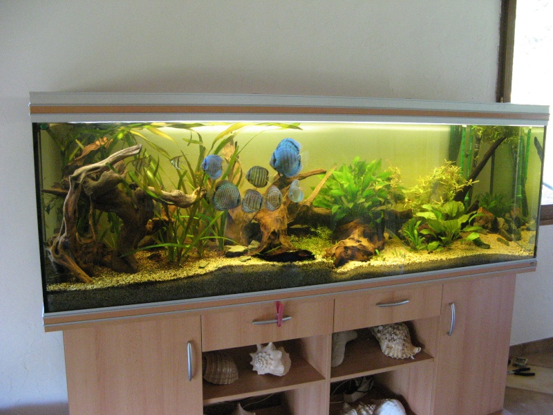 pleins d'aquariums chez tigrésie Img_2712