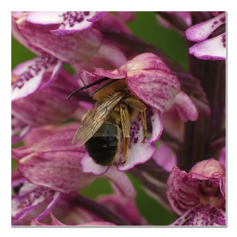 Pollinisateurs & Co. - AVEYRON Eucera10