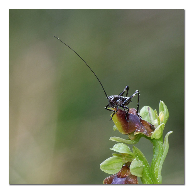 Pollinisateurs & Co. - AVEYRON Sauter10