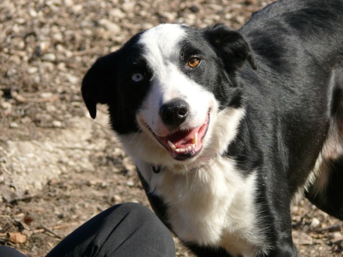 Atchoum border collie 2ans  adopter Atchou14