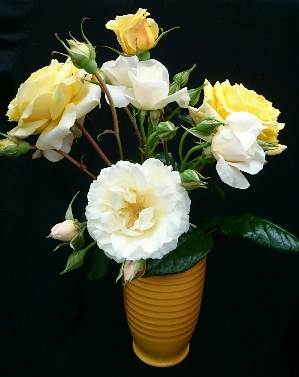 vase - Steenstra Yellow Vase in Use .. Steens41