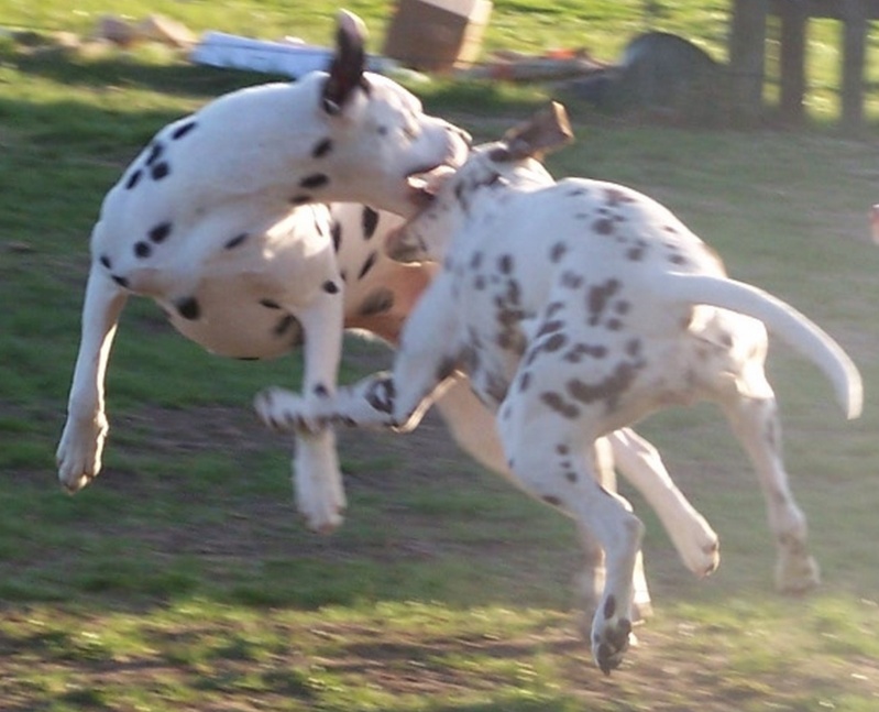 Concours photo chien en apesanteur 2012 Source14