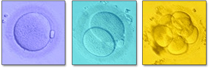 embriones - Buscar Imag_o10