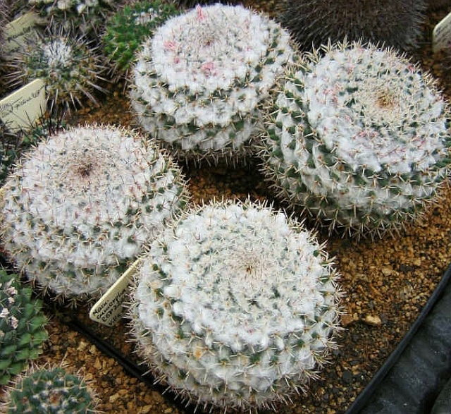 Mammillaria eumorpha Reppenhagen ( ex Tamegger et Knees sp. nov.) Eumorp10