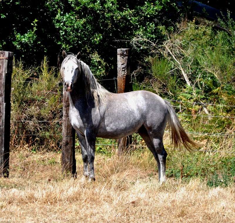 A vendre Quadir des Roches/  Mâle 8 ans Arabe-Barbe  (4,69%)  Quadir10