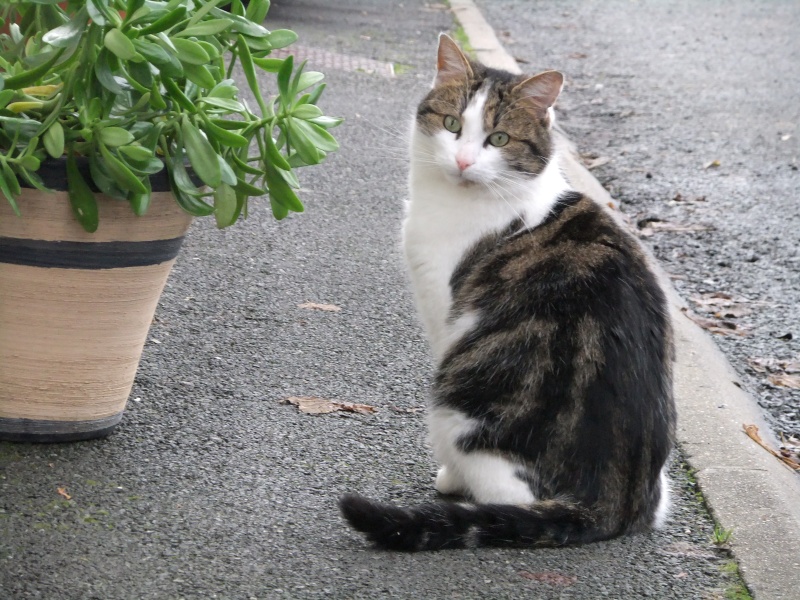 Babou, dit Bambou, joli matou tigré et blanc  Dscf7310