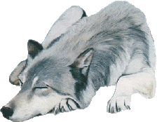 la fete a cougar Loup_010
