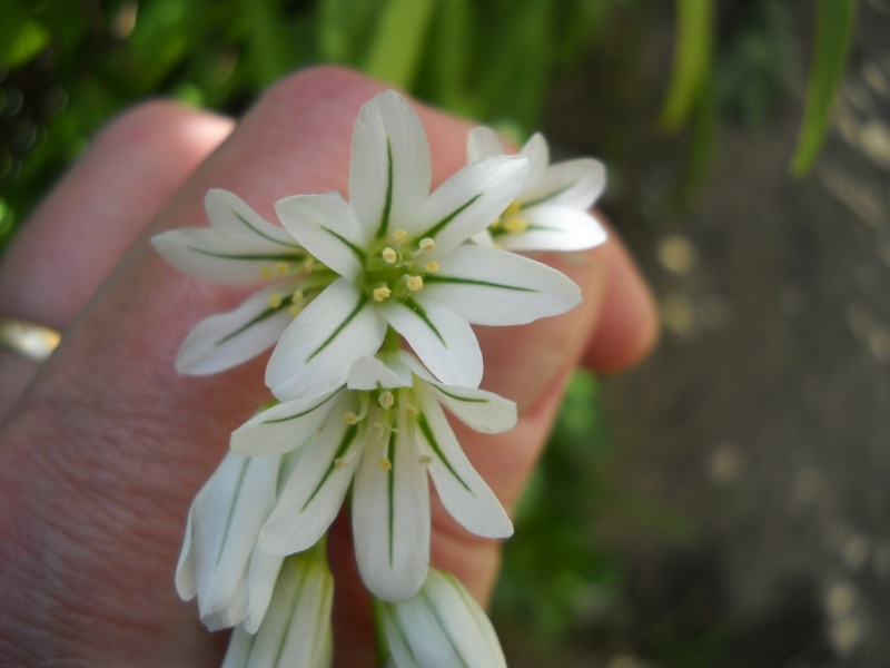 Allium triquetrum 00411