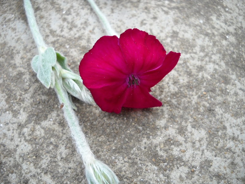 Magnifique petite fleur pourpre. 01713