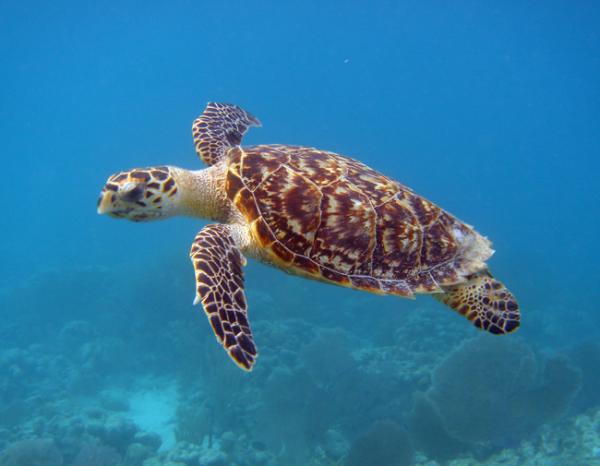 Les différentes tortues marines Imbric10