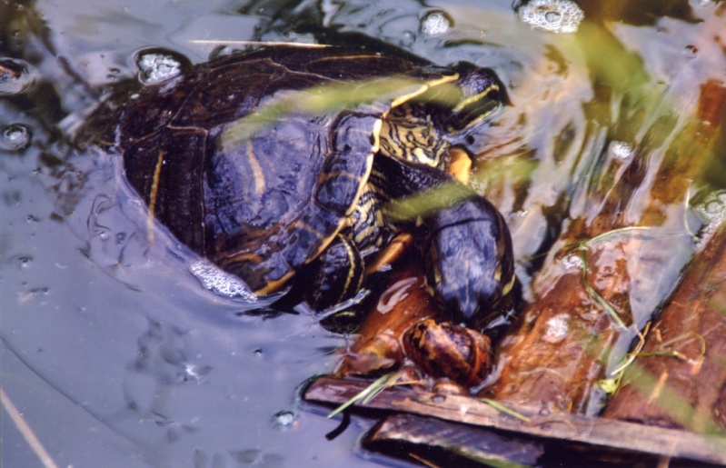 Bases de l'alimentation des tortues aquatiques. Oeuf7_10